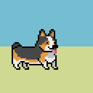 Tricolor corgi jumping